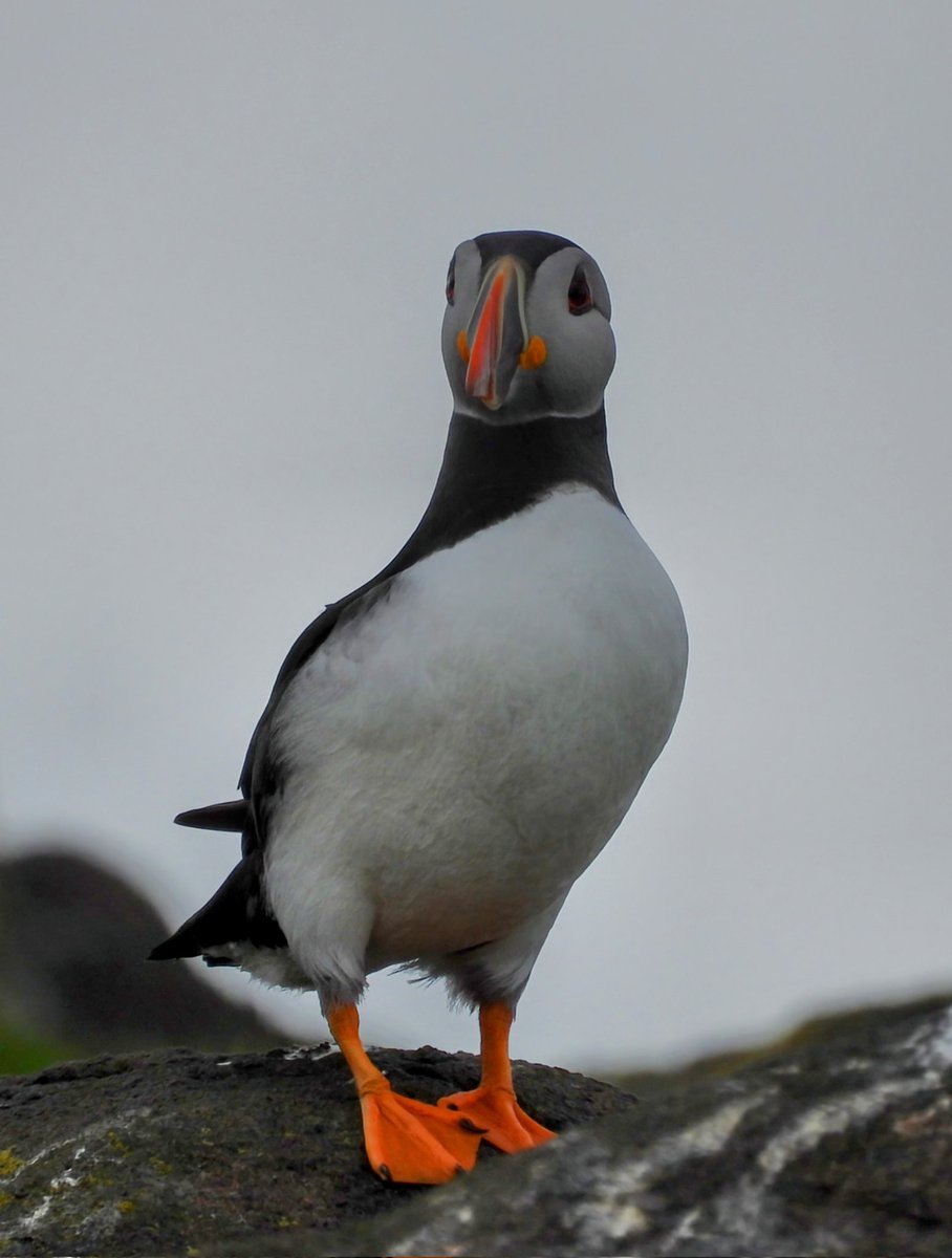 Puffin from a trip to isle of may a year ago #SuperSeabirdSunday