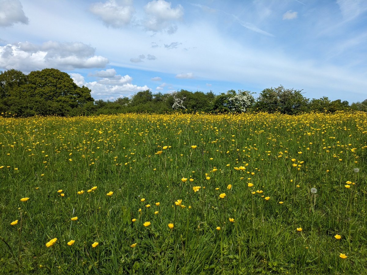 For #SundayYellow a field of buttercup along The Essex Way near Dedham 💛😁