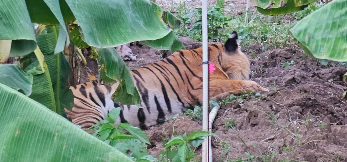 Tiger tranqualised, captured & released back to wild by @aranya_kfd staffers, from banana plantation bordering @nagaraholetr.
@NewIndianXpress @XpressBengaluru @KannadaPrabha @santwana99 @Cloudnirad @AmitSUpadhye @NammaBengaluroo @NammaKarnataka_ @wildmysuru @moefcc