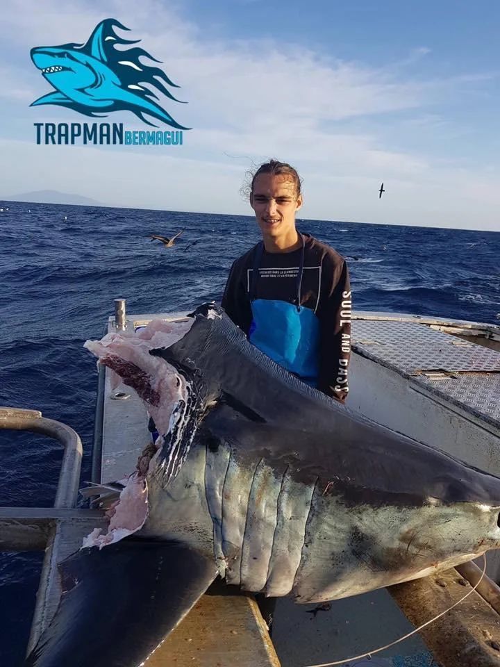 Mako Shark eaten by something HUGE whilst being reeled in, head alone weighed 100kg 🤯