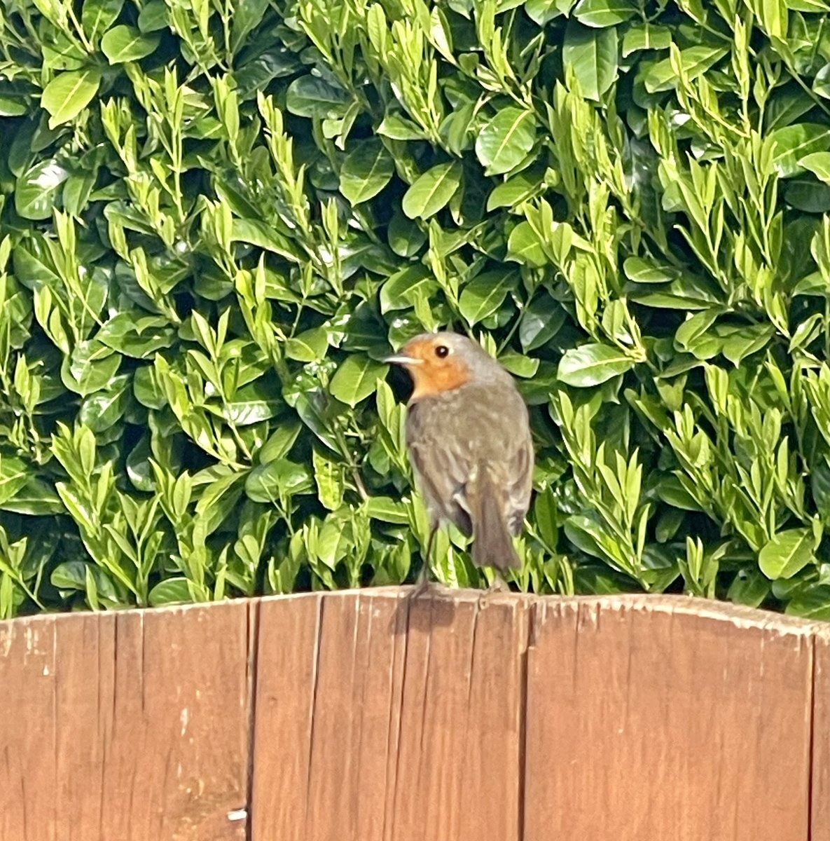 The Robin had returned from my first walk with Fritz. This is as near as I could get this morning but it’s friendly. Happy Sunday. #Sunday #SundayMorning #Robin #MorningVisitor