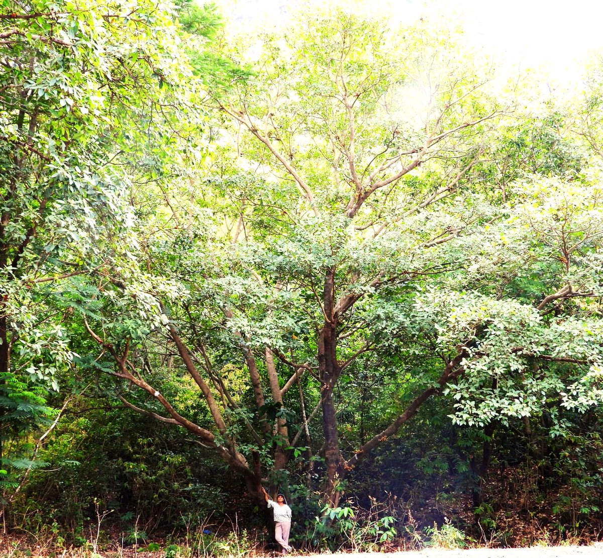 A huge Fig tree (Ficus recemosa) at Mulshi, Pune. Known as Umber in Marathi.
For more information -  forrest-ecology.org/2022/02/ficus-…
Entry from Neha Singh.
#TreeoftheYear #challenge #FORREST #Trees #TOTY2024 #indian #trees #forest #photography #nature #environemnt #conservation