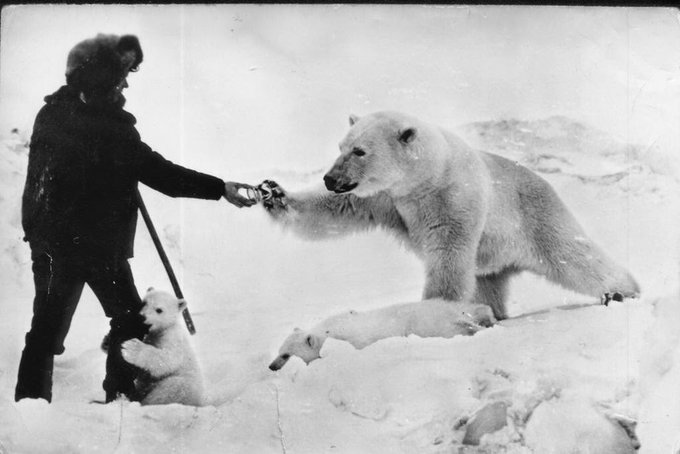 This is a photo taken during a routine military expedition in Chukchi Peninsula, Soviet Union in 1950. At -40°C the soldiers didn’t turn their backs on the poor and starving bears and cubs, but started to feed them every now and then. Soldiers would open such a tin with a…