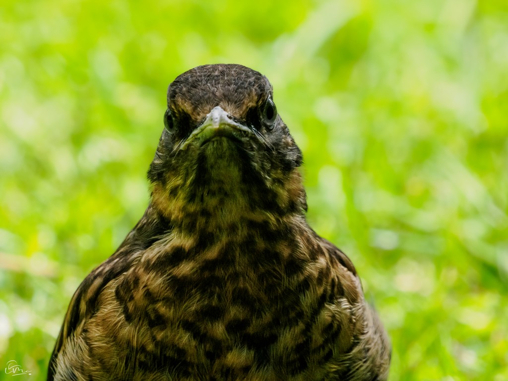 Who said childhood is the happiest time of your life?

#ukbirds #rspb_love_nature #britishbirds #rspb #britishwildlife #bbccountryfilemagpotd #thebritishwildlife #birdphotography #ukwildlife #blackbird