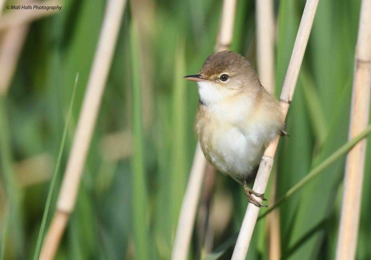 Reed Warbler.

#BirdTwitter #Nature #Photography #wildlife #birds #TwitterNatureCommunity #birding #NaturePhotography #birdphotography #WildlifePhotography #Nikon