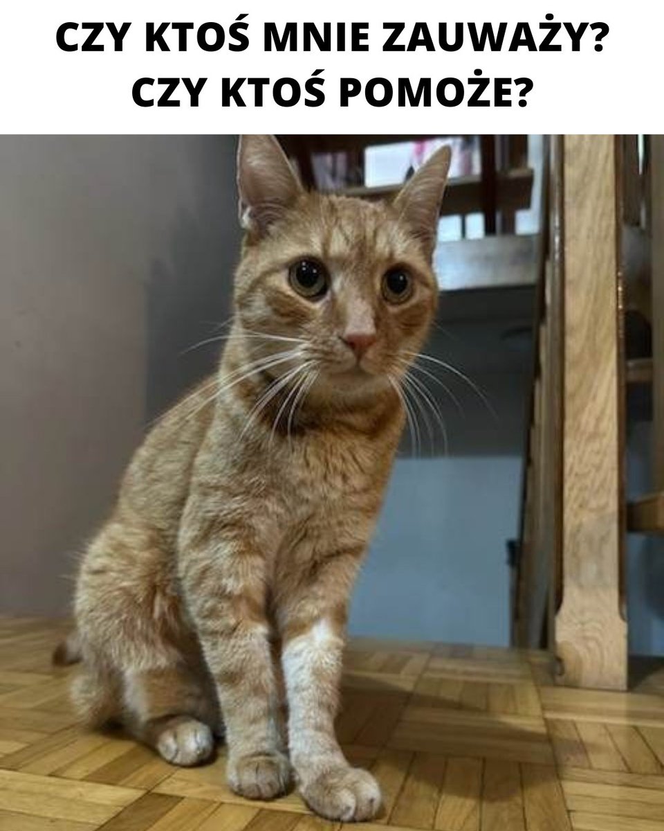 Zbiórka idzie fatalnie 😭💔 

Imon walczy o życie.

Bez leku i dokończenia kuracji nie wygra z FIPEM... 💔💔💔😭

Proszę pomóżcie i podajcie dalej 🙏 

pomagam.pl/fpmaay
