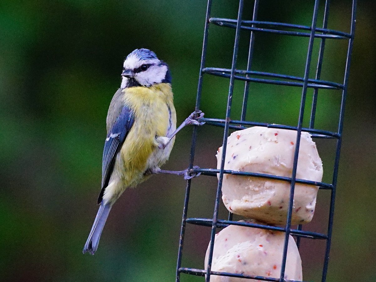 Posing blue tit #bluetit #BirdsOfTwitter #birdphotography