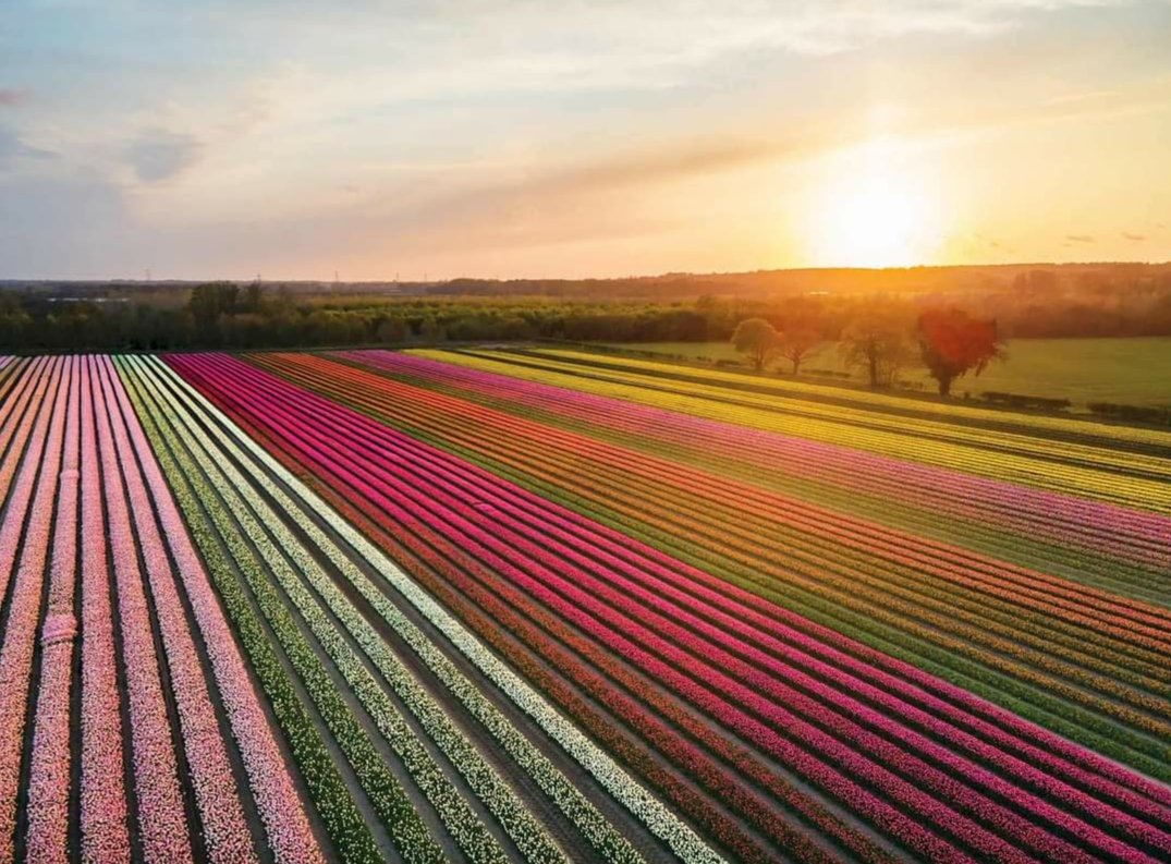 We hope you are enjoying the bank holiday weekend! Let us brighten your morning with the sight of some stunning fields. This could be Amsterdam, the Netherlands, but it's nearer to home...🎵 The Norfolk Tulip Garden, near Kings Lynn.