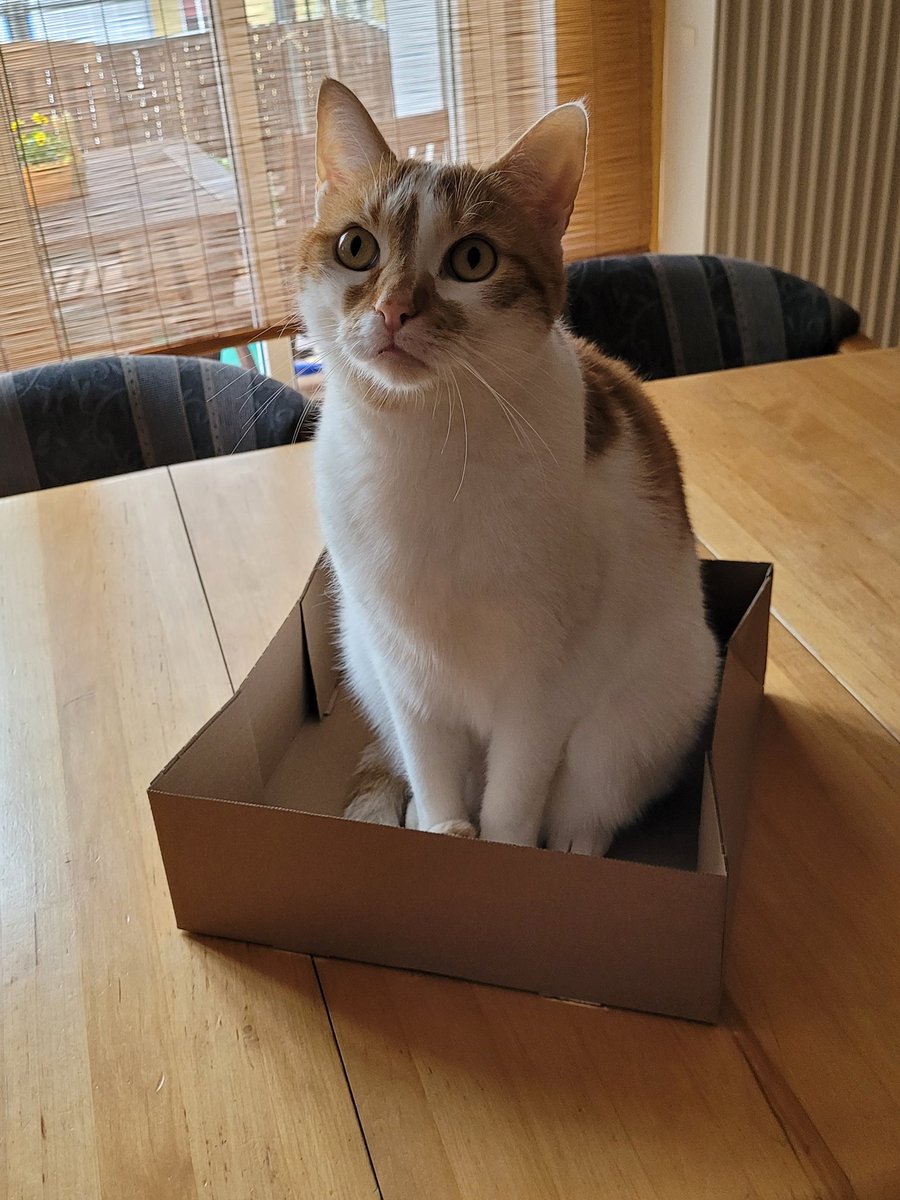 A new box for me mum? 😻
I like it to go in quickly there on the table and then it's mine 😹❤️😹

#Findus on #catboxsunday 😃

#CatsOfTwitter #CatsOfX #cats #catsofinstagram #adoptdontshop ❤️🐈🐾🐾