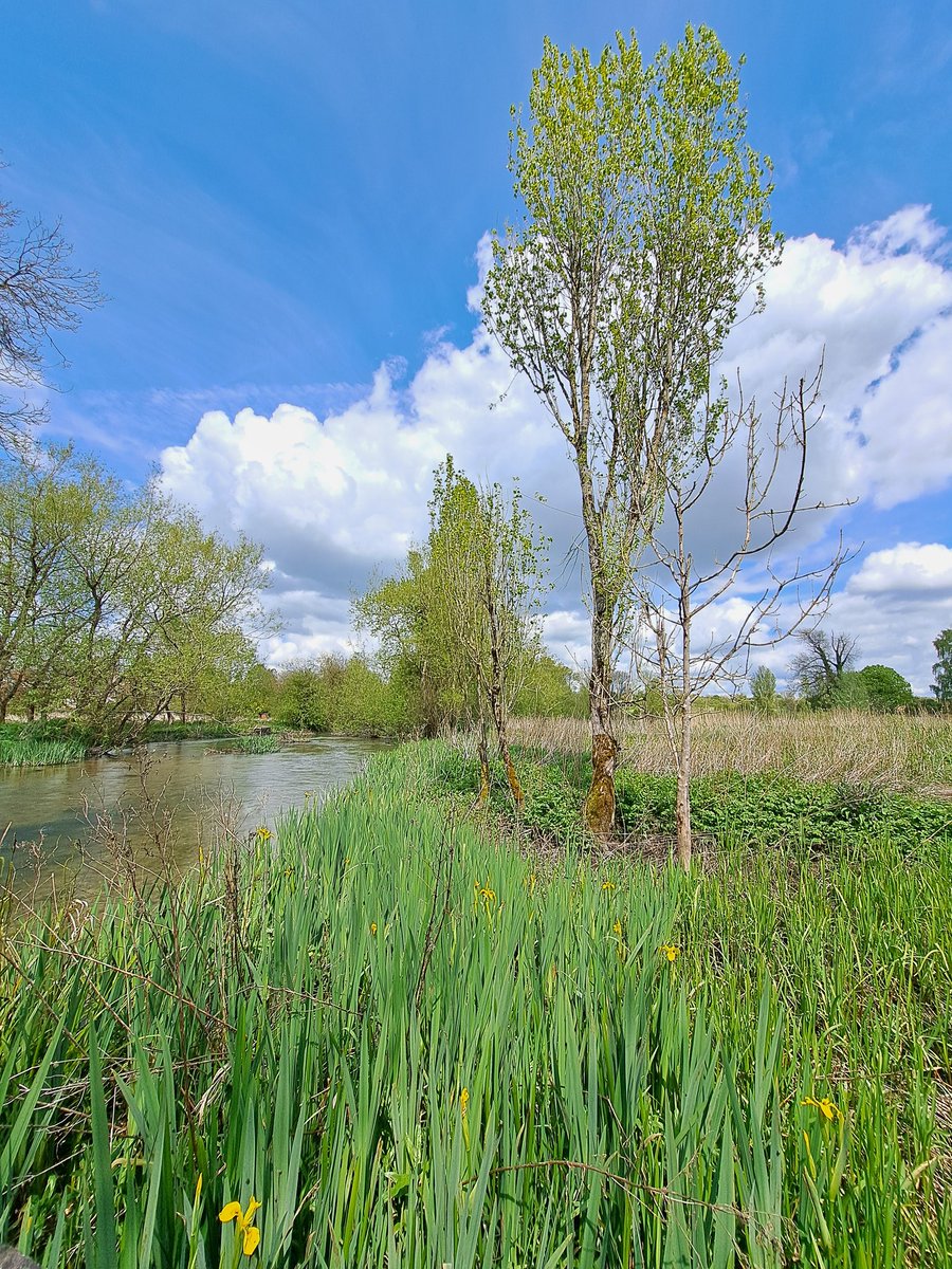 This weekend, the perfect time to put on your wellies for a riverbank & water meadow stroll - you can even use it to contribute data to The #BigRiverWatch: theriverstrust.org/take-action/th…