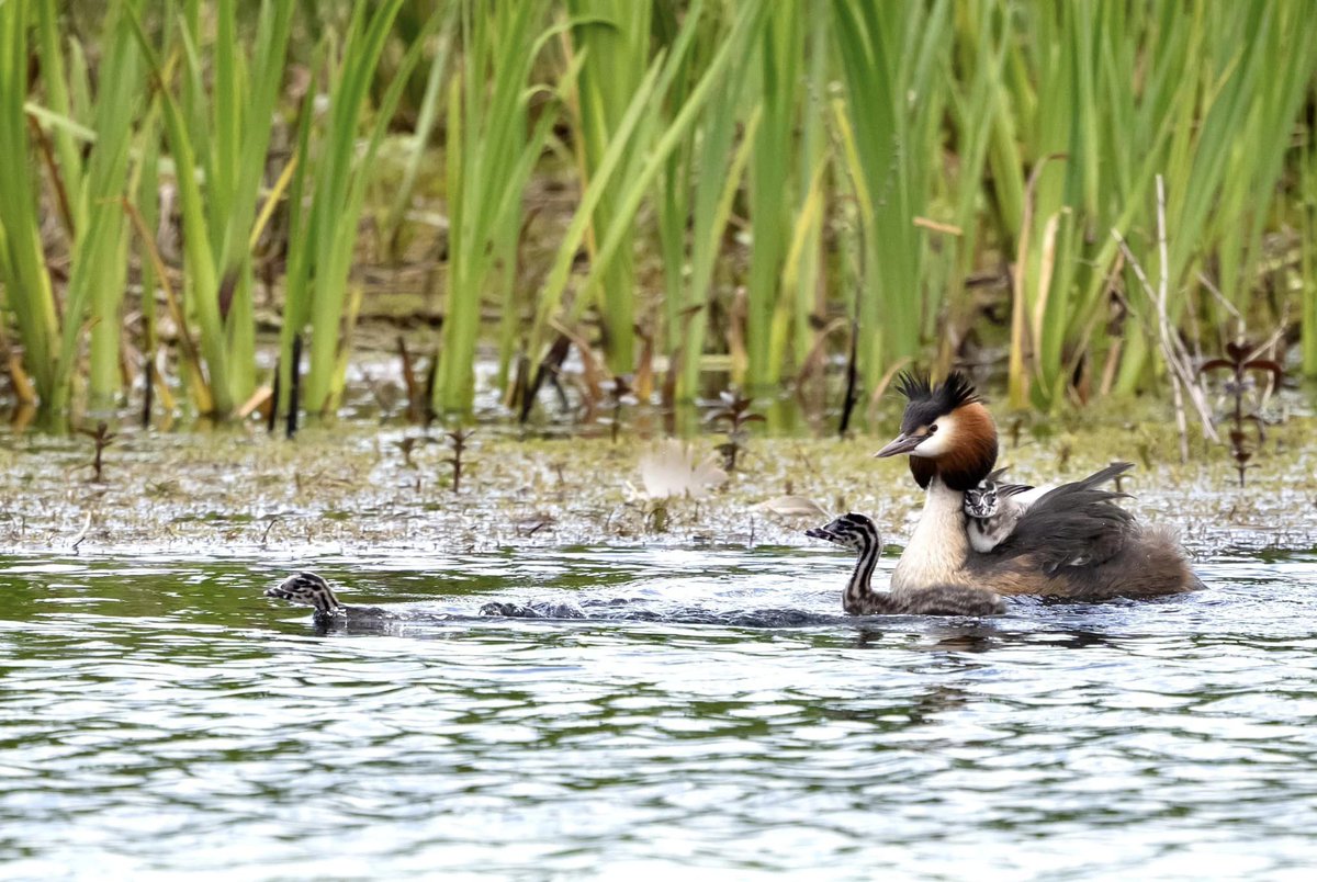 New life on the reserve 🐦💚 Spring is a magical time at Brockholes which produces awesome scenes like this every single day! Why not pay us a visit and see if you can view some of our amazing wildlife Learn more here: bit.ly/3uJ2Sda (📸 Leslie Price)