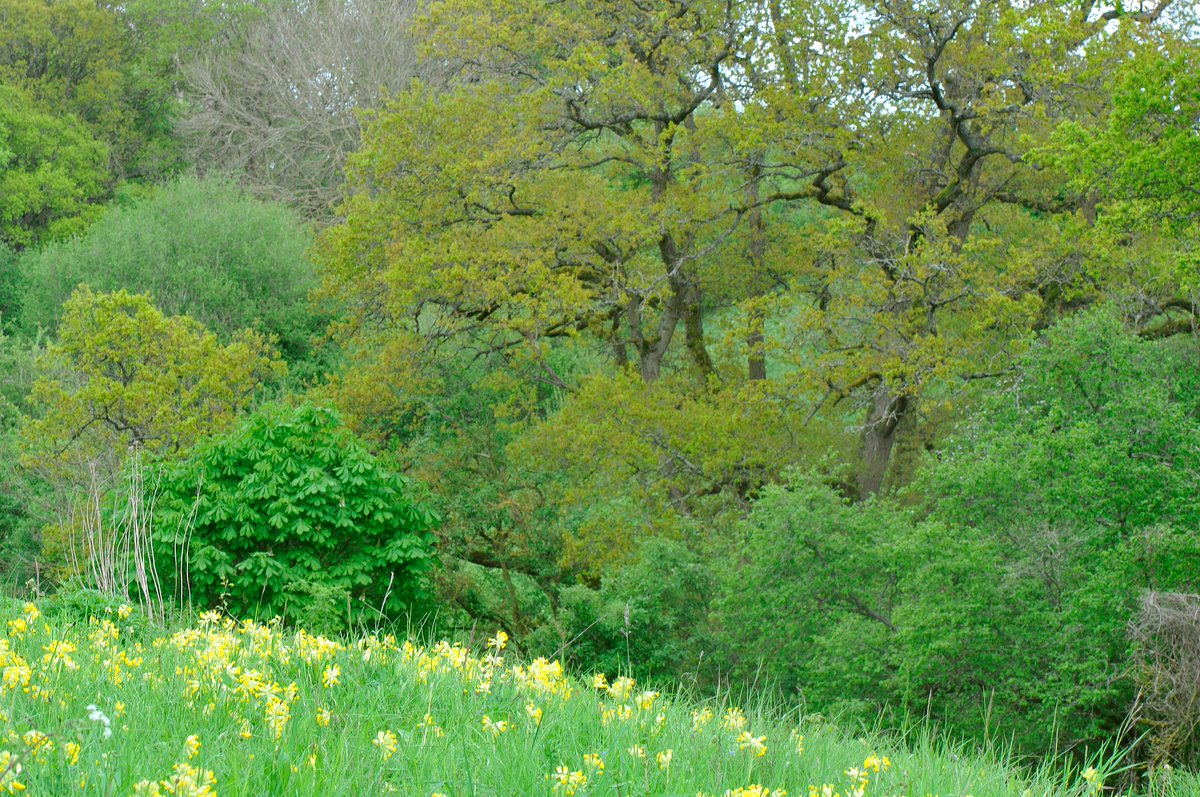 Spring greens - the hidden gem of the Chilswell Valley, just to the west of Oxford is a great place to visit in spring. With its mixture of limestone grassland, woodland and fen its full of birdsong and cowslips at the moment @BBOWT @WildOxfordshire