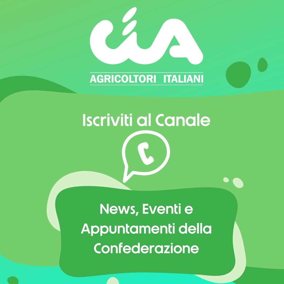 Seguici anche sul canale #whatsapp Cia 📲🧑‍🌾
A portata di chat, news, approfondimenti sul settore e info utili dalla Confederazione 🍃🎙
Ecco il link 👉 sms.cia.it/w/DcbQpErc