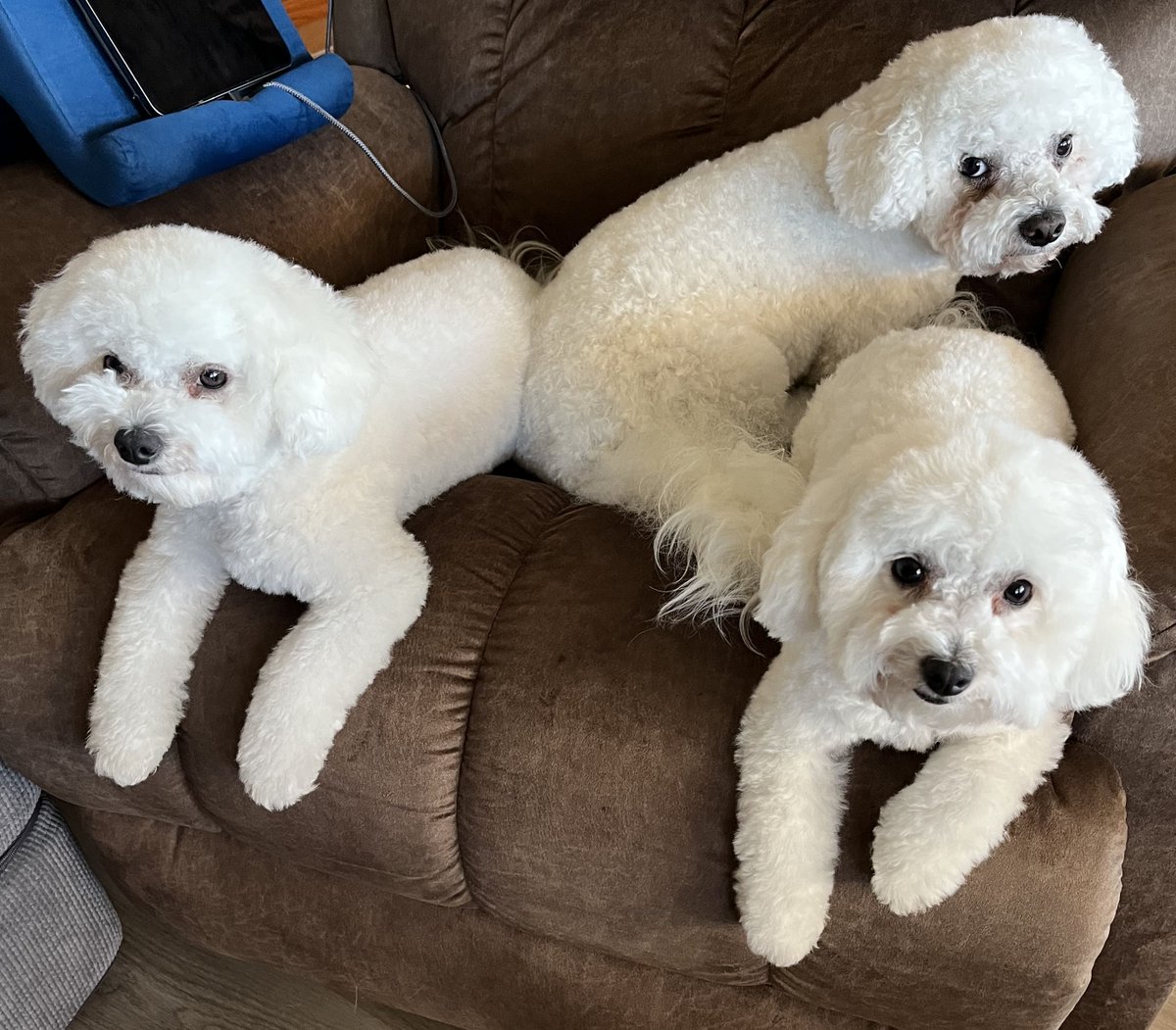 My precious best friends, 3 boys. The guy in the center is 'FredEx', age 3, named after a good friend of mine, a retired FedEx 777 Captain. The 2 in the front are twins, 'Bert & Ernie', age 2. They are Poodle/Bichen mix who daily give me hours of entertainment and love.