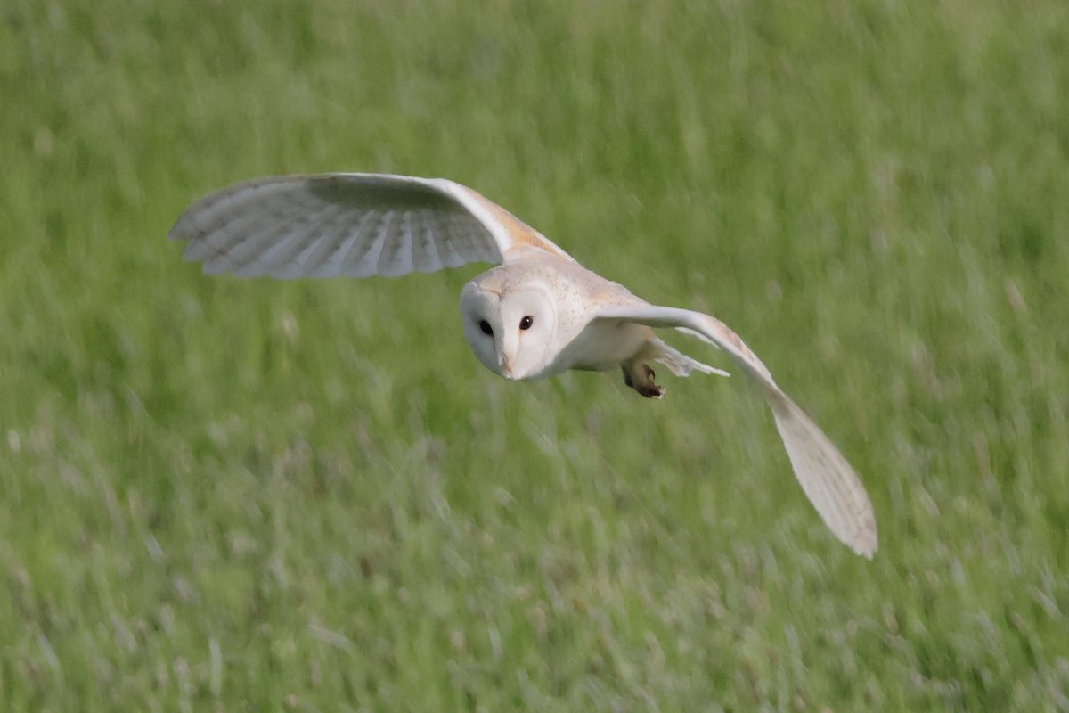 An hour sat on the grass with this marvellous creature before tea last night!!💚#BarnOwl #NorfolkCoastline