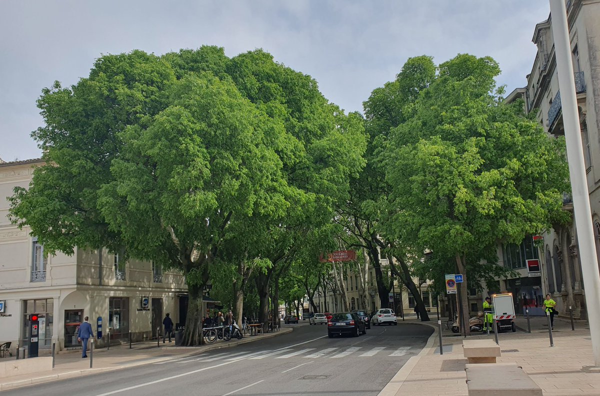 BermondseyTrees's tweet image. The great shade-giving &quot;Micocouliers&quot; (Celtis australis) of Nîmes. Known as the Nettle tree in English, these beauties can live to 600 years. There are five thriving in the Rouel Community Orchard in #Bermondsey #futuretrees #climatechange @TheStreetTree