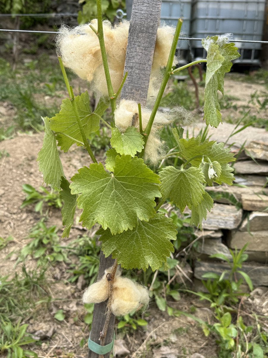 Chris Sciacca (@chrispsciacca) on Twitter photo So how is vintage 2024 going so far? It’s a been a %#&@$! 🤬 (fill in your favorite profanity). Check out my latest <a href="/KapitelZweiWine/">Kapitel Zwei Wine</a> newsletter to find how we are:
- fighting off deer 🦌
- keeping the vines alive despite 3 days of below zero weather
bit.ly/30aprilnewslet… So how is vintage 2024 going so far? It’s a been a %#&@$! 🤬 (fill in your favorite profanity). Check out my latest <a href="/KapitelZweiWine/">Kapitel Zwei Wine</a> newsletter to find how we are:
- fighting off deer 🦌
- keeping the vines alive despite 3 days of below zero weather
bit.ly/30aprilnewslet…