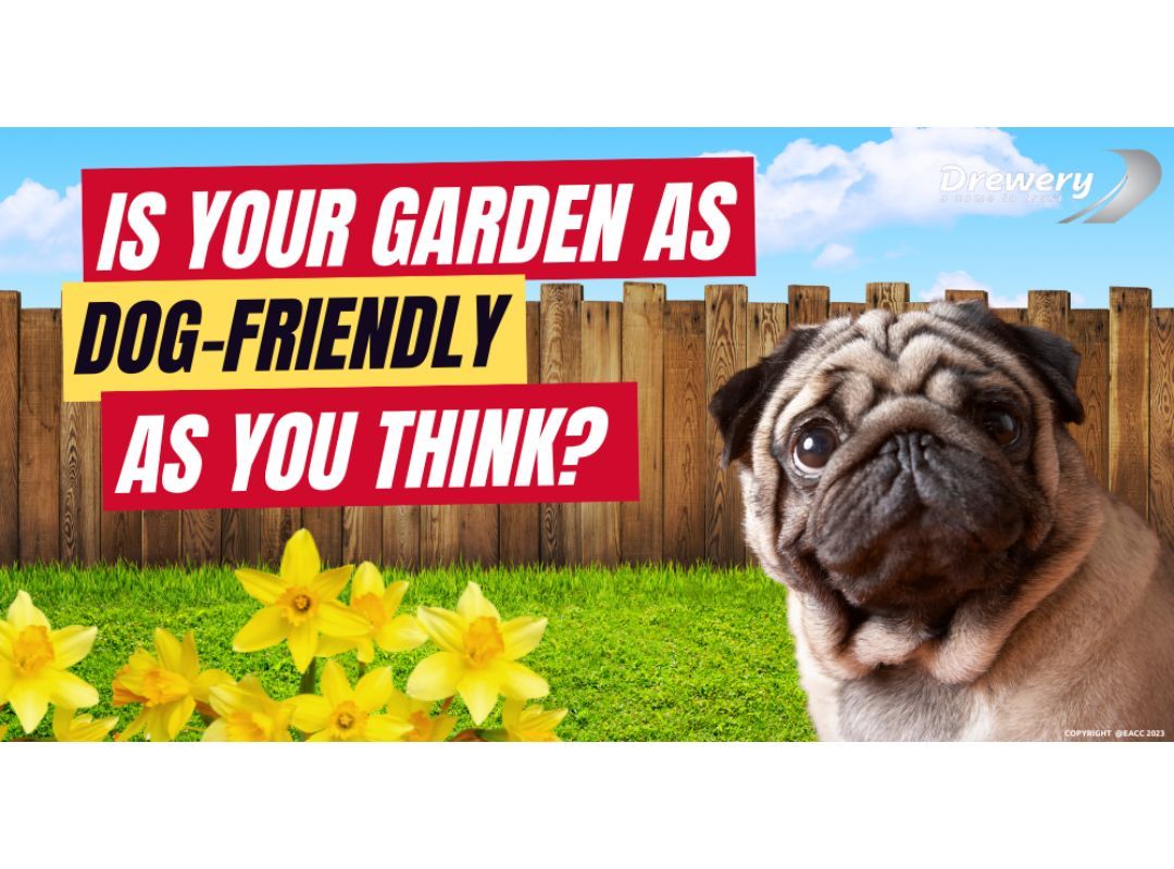 Guide to Creating a Dog-Friendly Garden

buff.ly/3UDjkpf
#sidcup #bexley #sidcupandbexley #thumbsupsidcup #keepsidcuptogether