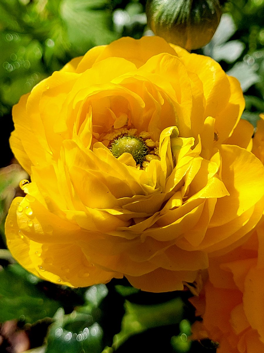 Ranunculus for you today ☀🌿 #SundayYellow #flowers #GardeningX #garden #BankHolidayWeekend