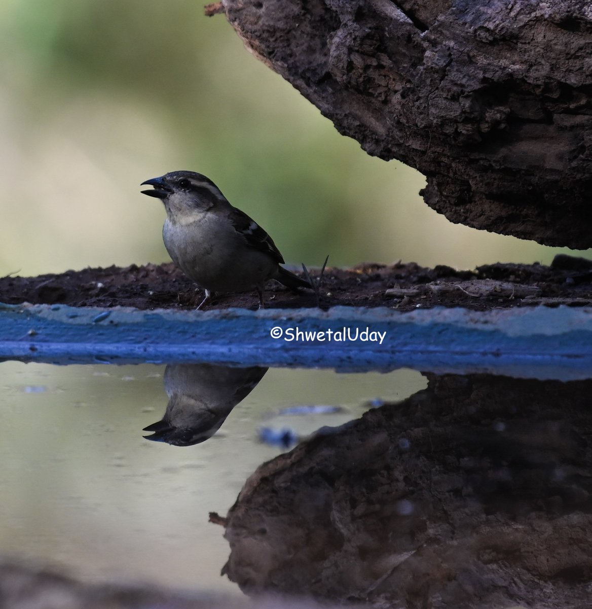 Russet sparrow 
#IndiAves #BBCWildlifePOTD #BirdsSeenIn2024 #birds #birding #TwitterNatureCommunity #birdphotography #photooftheday @NatGeoIndia
@NatureIn_Focus #uttrakhandtourism #uttrakhand @Advay_Advait