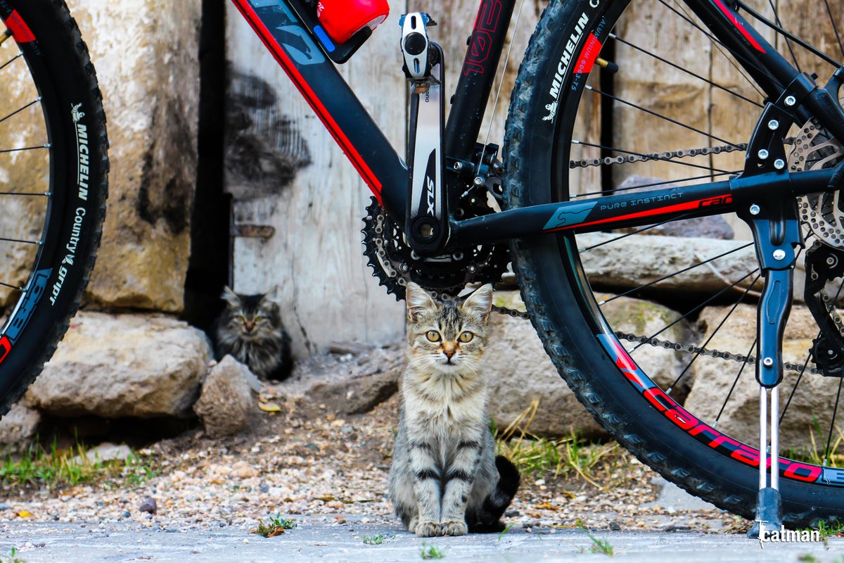 Bisiklet turu dediğin, mutsuzluktan kalkan bir uçuştur. - James E. Starrs #bisiklet #hayatapedalla #kedi