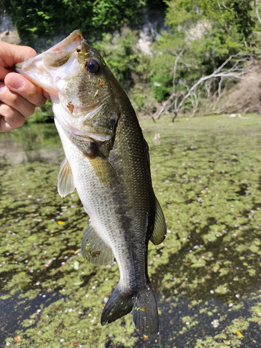 124sp's tweet photo. 片倉ダムに行ってきました
水がクリアアップしていて
簡単ではありませんでしたが
ブレーバーマイクロのダウンショットのみで33本でした
片倉ダム、数釣りが楽しめます
#ULCUS #ラダーはKDW #片倉ダム #すずきボート #ブレーバーマイクロ #ボートデッキULCUS #ゲーリー小鉄 #らーめん #BAGODS https://t.co/TQ2eZheJl1
