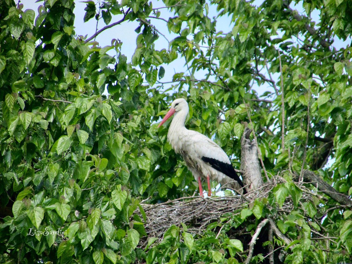 Stork in the nest