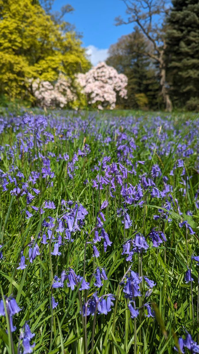 It’s a beautiful day for bluebells, and we’re open from 10am with 7.2 million of them 💙