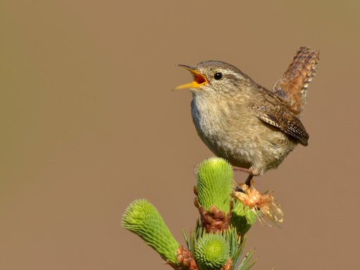 Happy #InternationalDawnChorusDay. Our #rewilding site, Wild Woodbury, is home to a diverse array of bird species, making for a magical dawn chorus. Wilder Landscapes Officer, Seb describes a dawn chorus at Wild Woodbury 👉 bit.ly/3JJj95N ~ Jack
📸 Andy Rouse/2020VISION