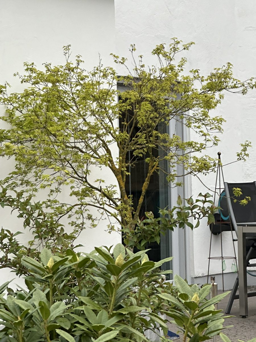 Brauche mal eure Bestimmungshilfe: Was ist das für ein Bäumchen? Ein Ahorn?