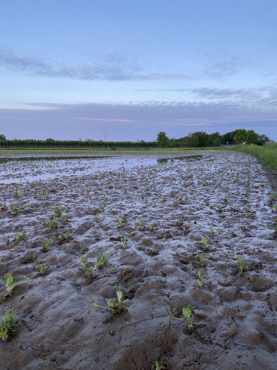 Hier wurde etwas falsch verstanden mit „#Erbsen vor dem Zubereiten einweichen.“
🌱
#Landwirtschaft🚜 für #Ernährung 🍽️
🖖😉