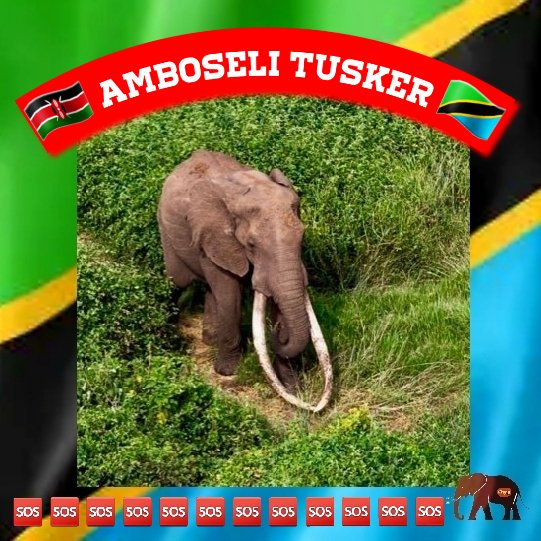 There must be more people than 20,055 who don't want the #AmboseliTuskers to become extinct. 5 have been killed by trophy hunters since September. #NotYourTrophy 🦣🦣🦣🦣🦣 #BanTrophyHunting
#Tanzania 

✍🏼
secure.avaaz.org/community_peti…