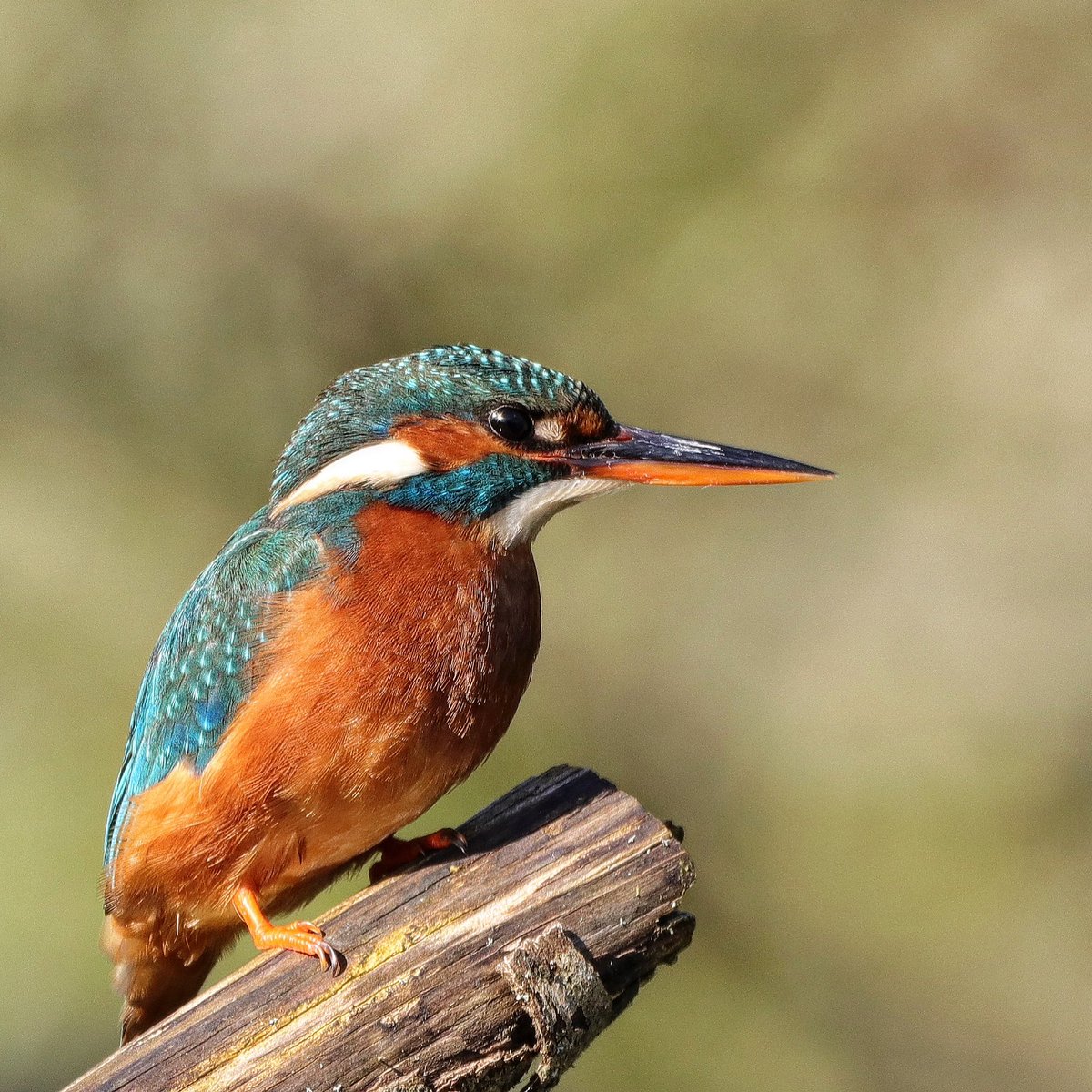 For #SundaySharing and #Photooftheweek please QP / share your favourite #photo of the week. 
Mine’s this female Kingfisher taken very early on Monday morning. 
Please join in 🙏🏼 and enjoy your Sunday.