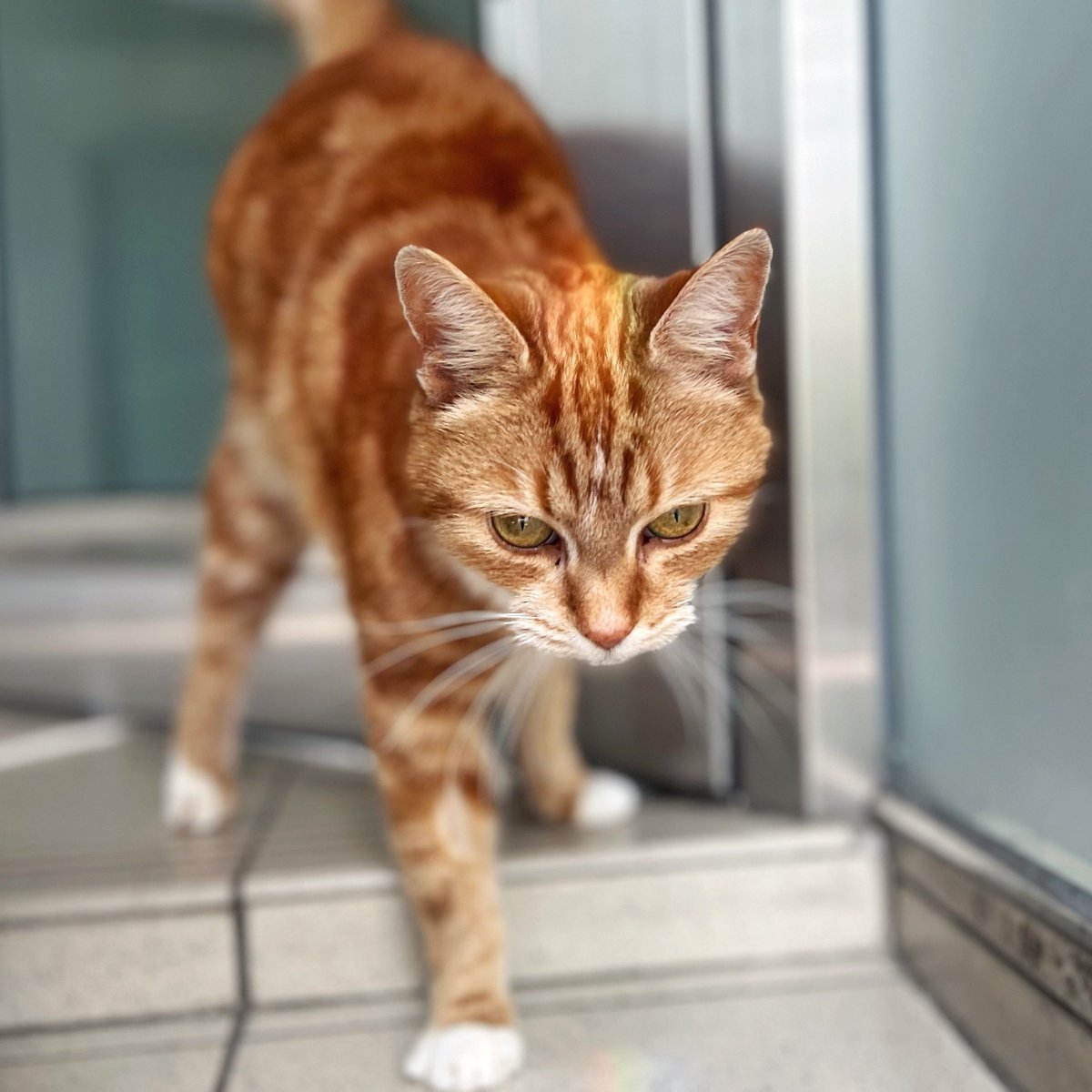 Cats like to feel in control of their environment as possible. Giving your cat the option to use a cat flap and come and go as they please is likely to help them feel happier and more relaxed. 😺💙 Read more advice on cat flaps 👉 bit.ly/2Q6NcvM