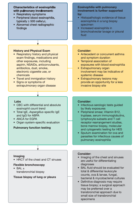 Estudiando las eosinofilias pulmonares; he encontrado este esquema que considero muy útil, para cuando nos enfrentamos a pacientes con esta sospecha clínica: doi.org/10.1016/j.ches… #neumo #eosinofiliaspulmonares