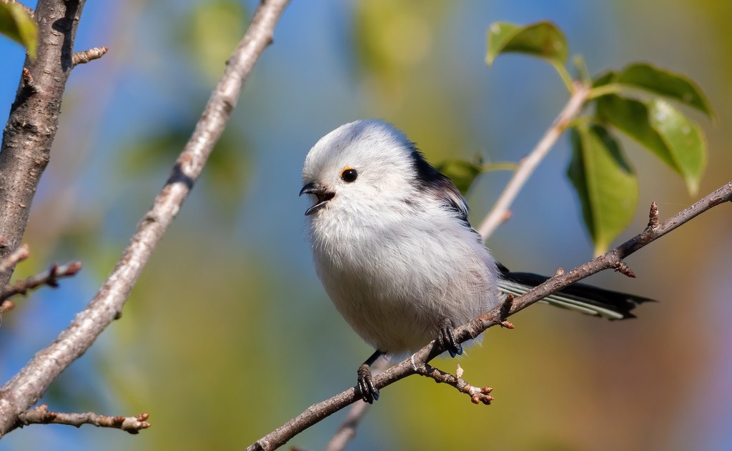 Not hearing birdsong is a common 1st sign of hearing loss: hiddenhearing.co.uk/love-your-ears Watch @TheUrbanBirder David Lindo @wildlifetrusts Caroline Fitton @RSPB @Natures_Voice Franchises Wood for the #loveyourears campaign run by @HiddenHearingUK