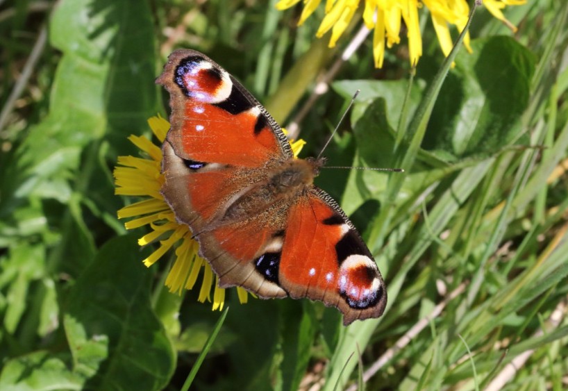 Take a walk in nature this long weekend and join in with #GosforthsWildWeb! ☀️🐝🌻 Newcastle is a fantastic place to watch wildlife and there is SO MUCH to see at this time of year. Birds, bugs, flowers; share what you see across the city ➡️ nhsn.org.uk/gosforths-wild…