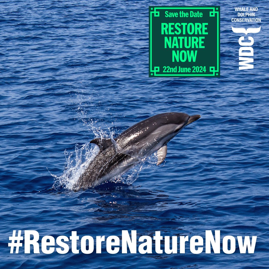 On 22 June, come & join WDC in London, alongside hundreds of other charities, as we march to #RestoreNatureNow! Help us send a message to politicians of all parties that we can't solve the nature & climate emergencies without protecting the ocean 👉 ow.ly/fsZ250Rvtig