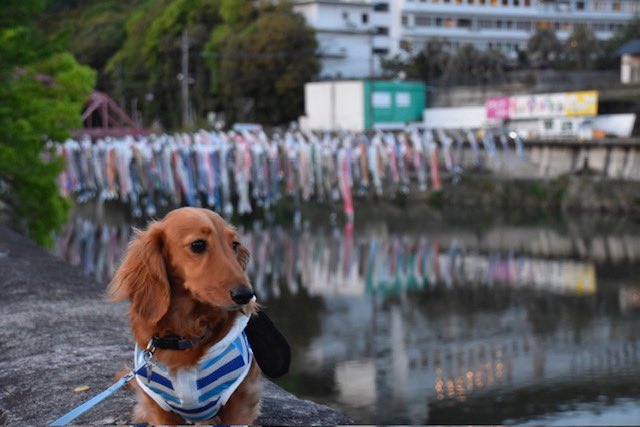 【はがくれ散歩📷】
川上峡に行って来たよ🙋‍♀️
こいのぼり🎏がたくさん🤭
風よ吹いてくれー

#佐賀地本 #広報犬 #こいのぼり