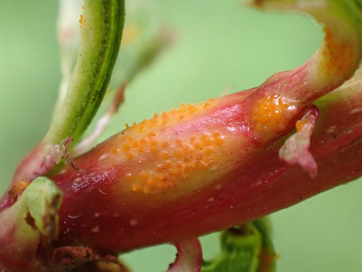 Juniper Rust, Gymnosporangium clavariiforme, doing its stuff on its secondary host Hawthorn (Crataegus). Pics on Juniper itself and on Hawthorn. @ScotWildlife @EdinburghNats @scotfun