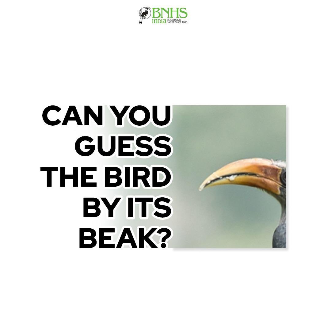 Were you able to guess this one? 🤔 #BNHS #BirdQuiz #Riddles