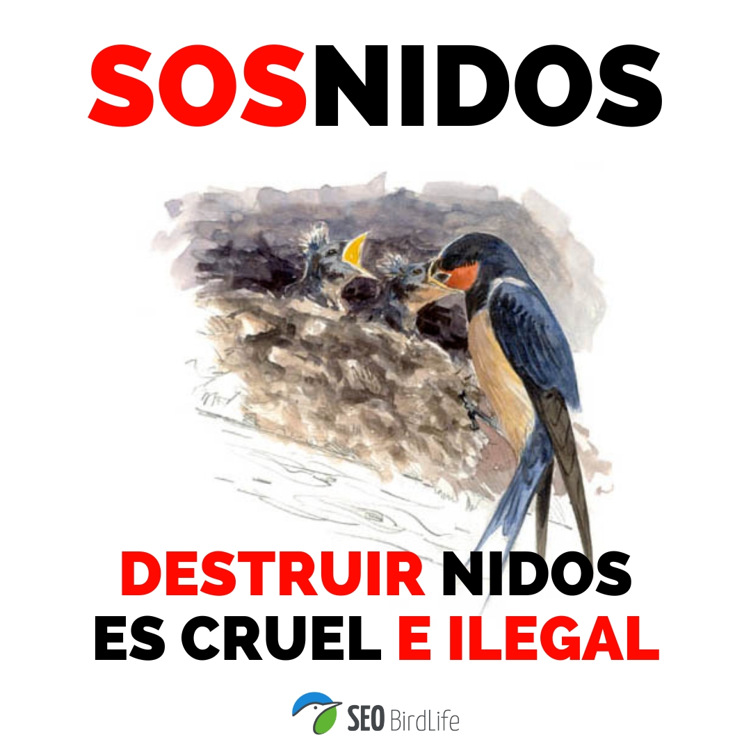 🚨¡Insistimos en la importancia de proteger y conservar los nidos de las aves! A pesar de que la normativa es clara al respecto, cada año se destruyen sistemáticamente nidos de #aves como golondrinas, aviones o vencejos.
ℹ️ seo.org/sosnidos/
#SOSnidos