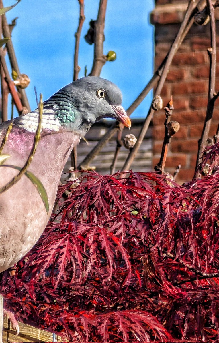 Love seeing the wildlife head to my garden, this wood pigeon is a daily visitor along with a pair of blackbirds nesting near by. #Shrewsbury show me your garden wildlife ❤️👍🏻