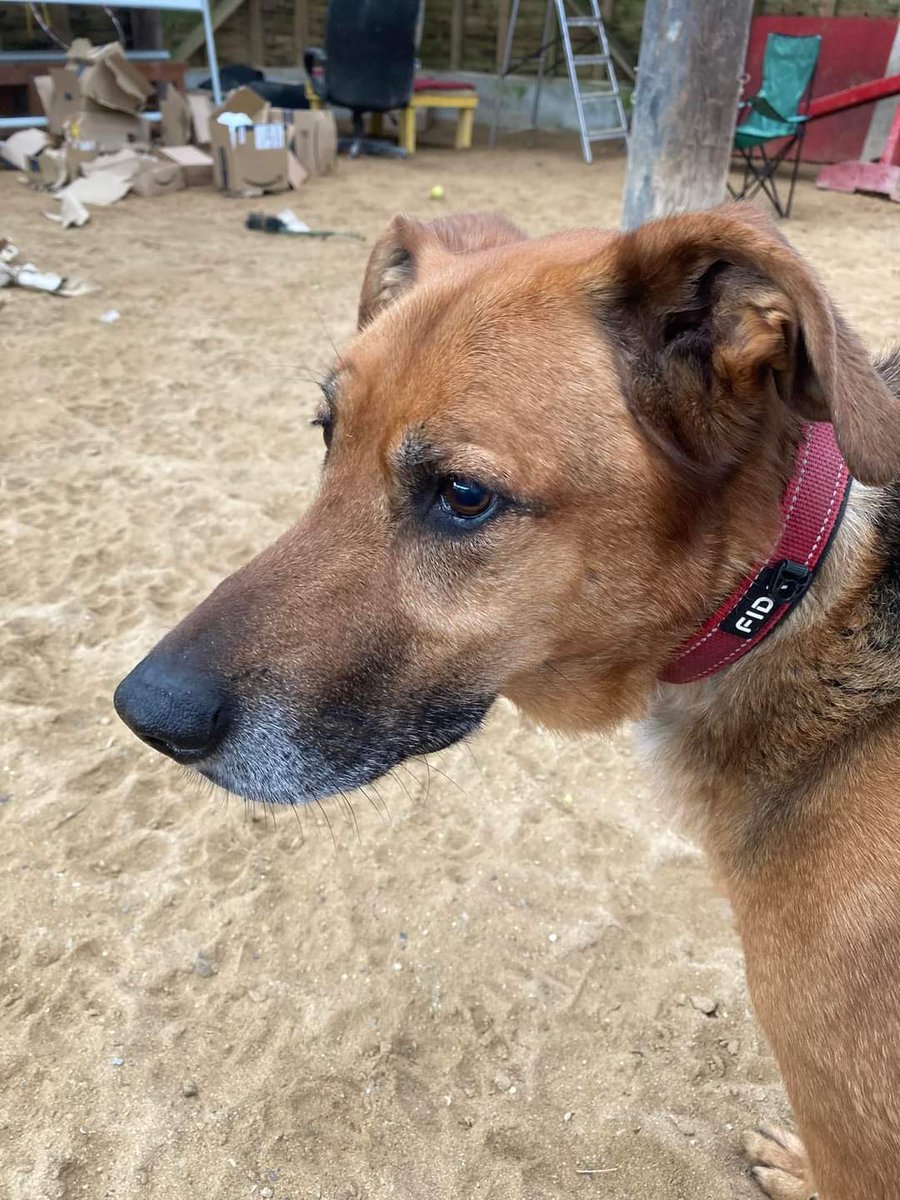 It's #SeniorSunday and the handsome Troy from the #Cornwall kennels is popping in to say hello, would you believe this boy is 9yrs old 😍 #dogs #GermanShepherd #Sunday #SundayMorning gsrelite.co.uk/troy-3/