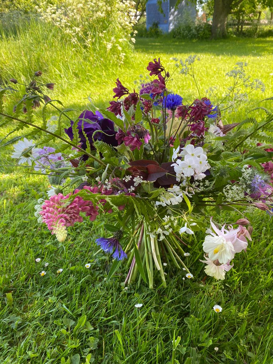 Good morning everyone! Thank you for the sympathy with my Lilac! I will be having a close inspection this morning!🙁In other news we may get rain later so will carry on weeding overgrown path this morning!! Have a good day!! #britishflowers