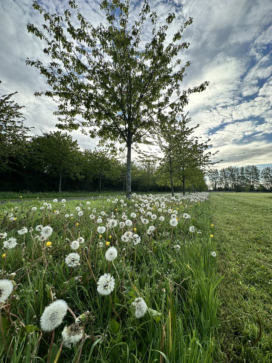 Cรญarรกn Whyte (@whyteciaran) on Twitter photo So lucky to have this beautiful park on my doorstep #stcatherines #lucan #dublin #ireland <a href="/NoRoadStCsPark/">No Road Through St Catherine's Park ๐ณ</a> <a href="/Fingalcoco/">Fingal County Council</a> <a href="/LucanLifeIrl/">Lucan Life</a> <a href="/lucanpeople/">All About Lucan</a> <a href="/lucantidytowns/">Lucan Tidy Towns</a> So lucky to have this beautiful park on my doorstep #stcatherines #lucan #dublin #ireland <a href="/NoRoadStCsPark/">No Road Through St Catherine's Park ๐ณ</a> <a href="/Fingalcoco/">Fingal County Council</a> <a href="/LucanLifeIrl/">Lucan Life</a> <a href="/lucanpeople/">All About Lucan</a> <a href="/lucantidytowns/">Lucan Tidy Towns</a>