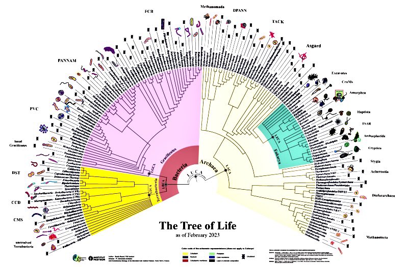 En el #DíaDeLaMadre recordemos a #LUCA, el último antepasado común de bacterias, arqueas y eucariotas: la madre de toda la biodiversidad.