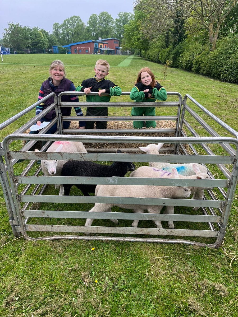 A brilliant afternoon at our local school with a few of this years lambs earlier in the week. The kids loved introducing them to their school mates - Christiano Ronaldo (black lamb) went down a treat. The children asked so many fantastic Qs. #schoolvisit #farmtofork #springtime