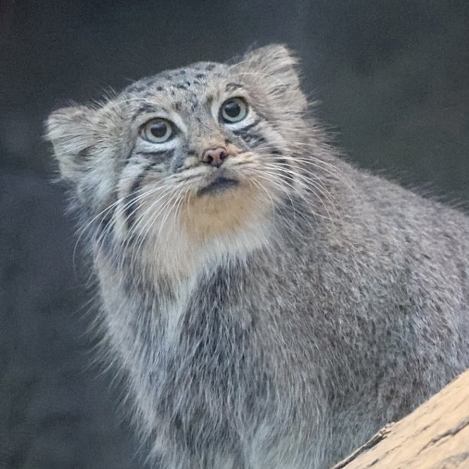 アズちゃん Az 
#神戸どうぶつ王国 #マヌルネコ #manul  #манул #pallascat  #兔猻