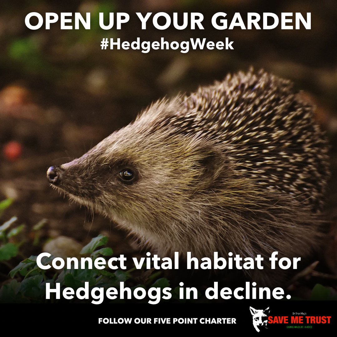 Hedgehogs need your help this #HedgehogWeek! We are asking you to OPEN UP YOUR GARDEN FOR HEDGEHOGS. Create a 5 inch hole in your fence to allow hedgehogs to forage and connect vital habitat. 🙏💔 🦔 Read more from our project @gracethehedgehog 👉 gracethehedgehog.co.uk/graces-five-po…
